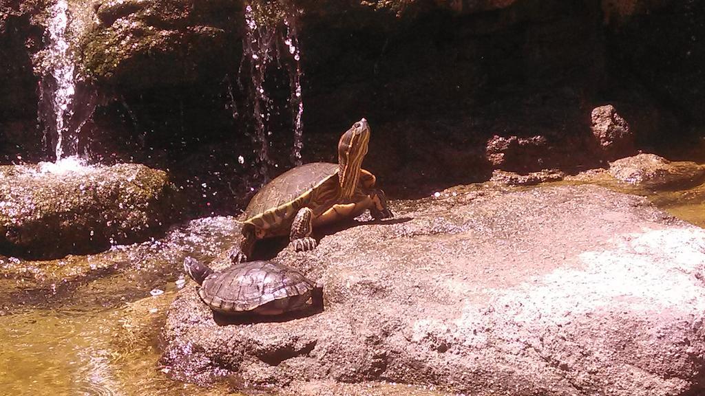 Tropicana Hotel Puerto Vallarta Zewnętrze zdjęcie